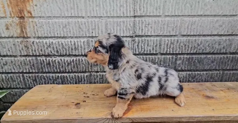 Winnie – Border Collie, Miniature Dachshund puppy for sale in Wolcottville, IN
