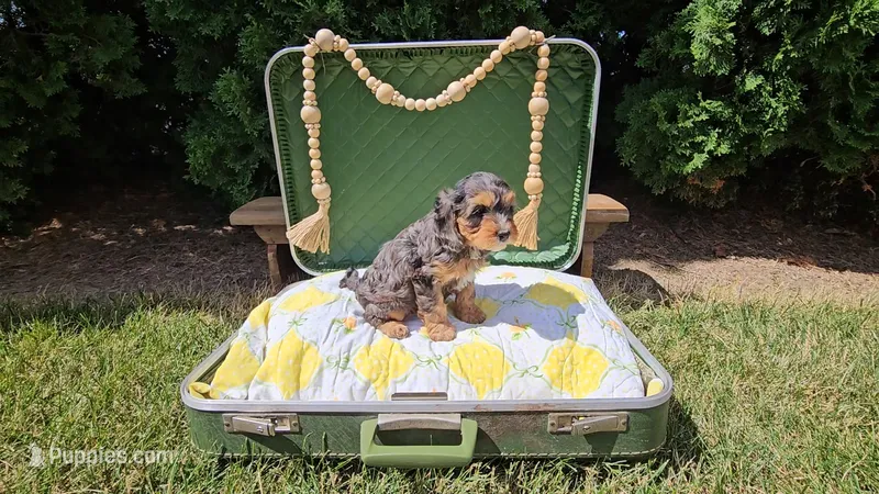 Magnolia – Cavapoo puppy for sale in Wolcottville, IN