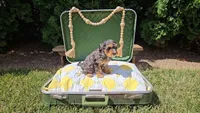 Magnolia, a female Cavapoo for sale in Wolcottville, IN – 1 of 2