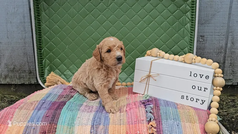 Arthur – Goldendoodle puppy for sale in Ligonier, IN