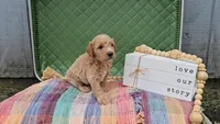 Arthur, a male Goldendoodle for sale in Ligonier, IN – 1 of 3