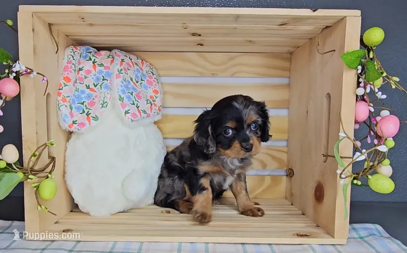 Kingston – Cavalier King Charles Spaniel puppy for sale in Wolcottville, IN