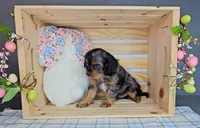 Kingston, a male Cavalier King Charles Spaniel for sale in Wolcottville, IN – Photo 3 of 5