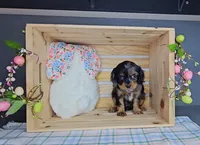 Kingston, a male Cavalier King Charles Spaniel for sale in Wolcottville, IN – Photo 5 of 5