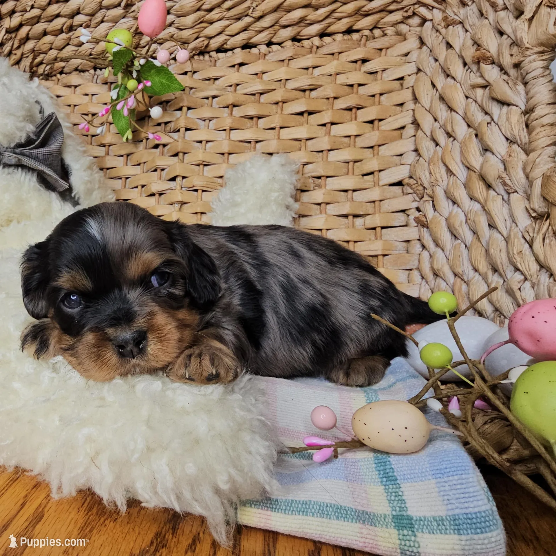 Kingston, a male Cavalier King Charles Spaniel for sale in Wolcottville, IN – Photo 1 of 1