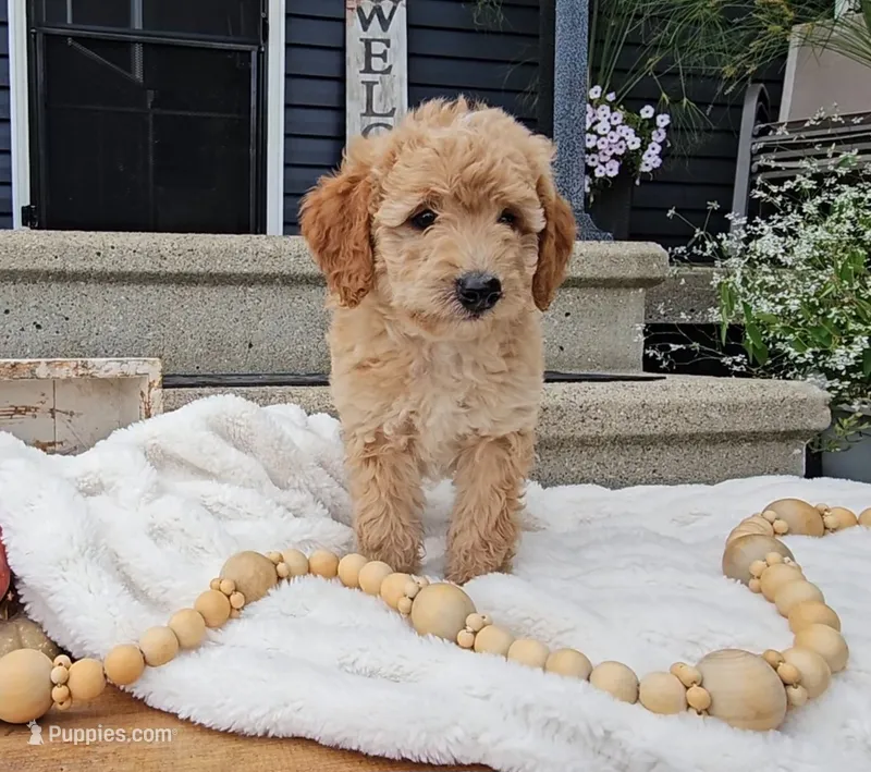 Oakley – Miniature Goldendoodle puppy for sale in Ligonier, IN