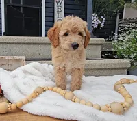 Oakley, a male Miniature Goldendoodle for sale in Ligonier, IN – 1 of 6