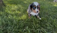 Patch, a male Dachshund and Cavalier King Charles Spaniel for sale in Ligonier, IN – 2 of 3