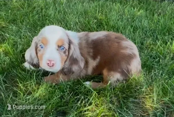 Cider – Dachshund, Cavalier King Charles Spaniel puppy for sale in Ligonier, IN