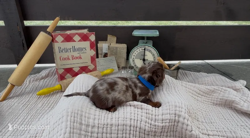 Churro – Dachshund puppy for sale in Ligonier, IN