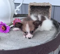 Remy, a male Papillon for sale in Ligonier, IN – 2 of 4