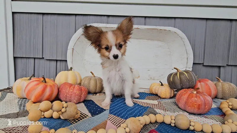Remy – Papillon puppy for sale in Ligonier, IN