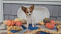 Remy, a male Papillon for sale in Ligonier, IN – 1 of 6