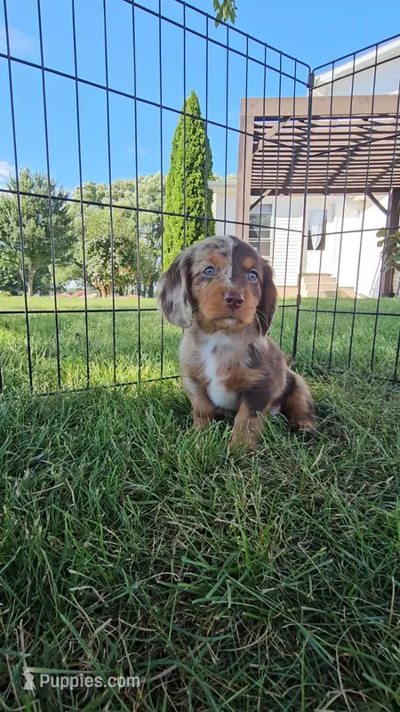 Maple – Dachshund, Cavalier King Charles Spaniel puppy for sale in Ligonier, IN
