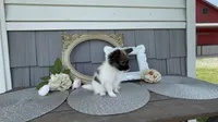Meadow, a female Papillon for sale in Wolcottville, IN – 2 of 5