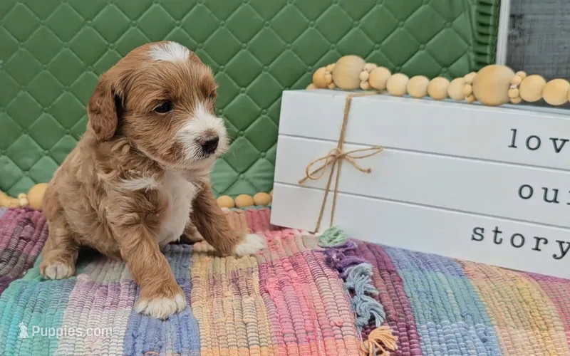 Walter – Goldendoodle puppy for sale in Ligonier, IN