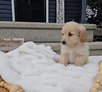 Harriet , a female Miniature Goldendoodle for sale in Ligonier, IN – 2 of 4