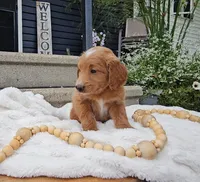 Birch, a male Miniature Goldendoodle for sale in Ligonier, IN – 5 of 8