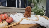 Cedar, a male Miniature Goldendoodle for sale in Ligonier, IN – 5 of 7