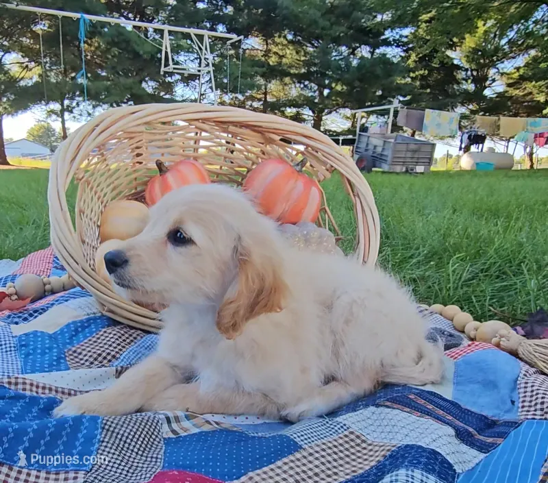 Harriet  – Miniature Goldendoodle puppy for sale in Ligonier, IN