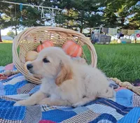 Harriet - F1B Doodle, a female Miniature Goldendoodle for sale in Ligonier, IN – 1 of 7
