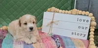 Harriet, a male Goldendoodle for sale in Ligonier, IN – 1 of 3