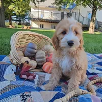 Barney, a male Miniature Goldendoodle for sale in Ligonier, IN – 3 of 9