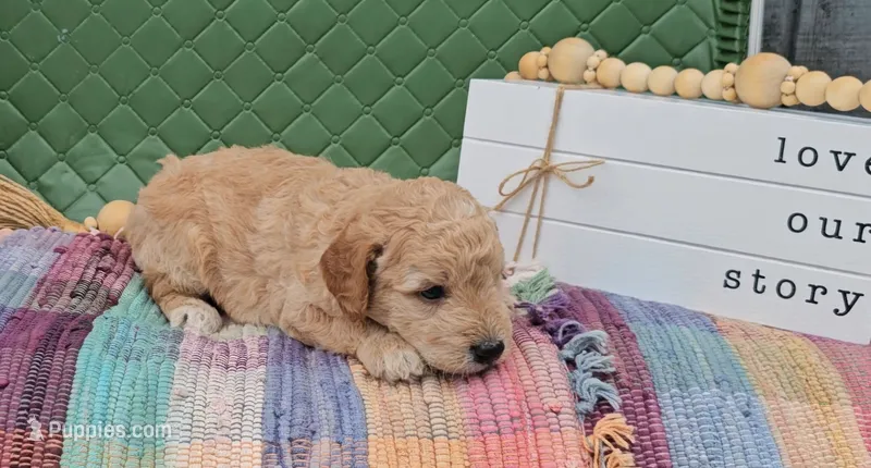 Oakley – Goldendoodle puppy for sale in Ligonier, IN