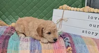 Oakley, a male Goldendoodle for sale in Ligonier, IN – 1 of 2