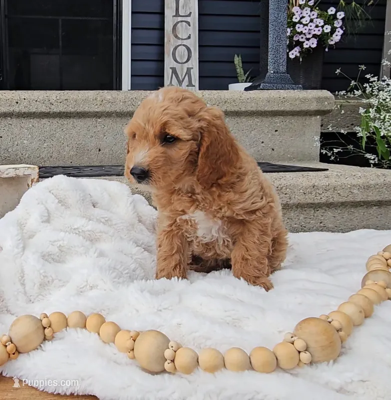 Arthur – Miniature Goldendoodle puppy for sale in Ligonier, IN