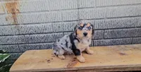 Winnie, a female Border Collie and Miniature Dachshund for sale in Wolcottville, IN – 3 of 3