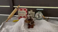 Snickerdoodle , a male Dachshund for sale in Ligonier, IN – 3 of 3