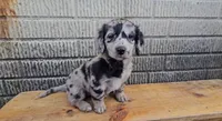 Cordelia, a female Border Collie and Miniature Dachshund for sale in Wolcottville, IN – 2 of 3