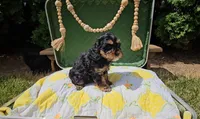 Willow, a female Cavapoo for sale in Wolcottville, IN – 1 of 4