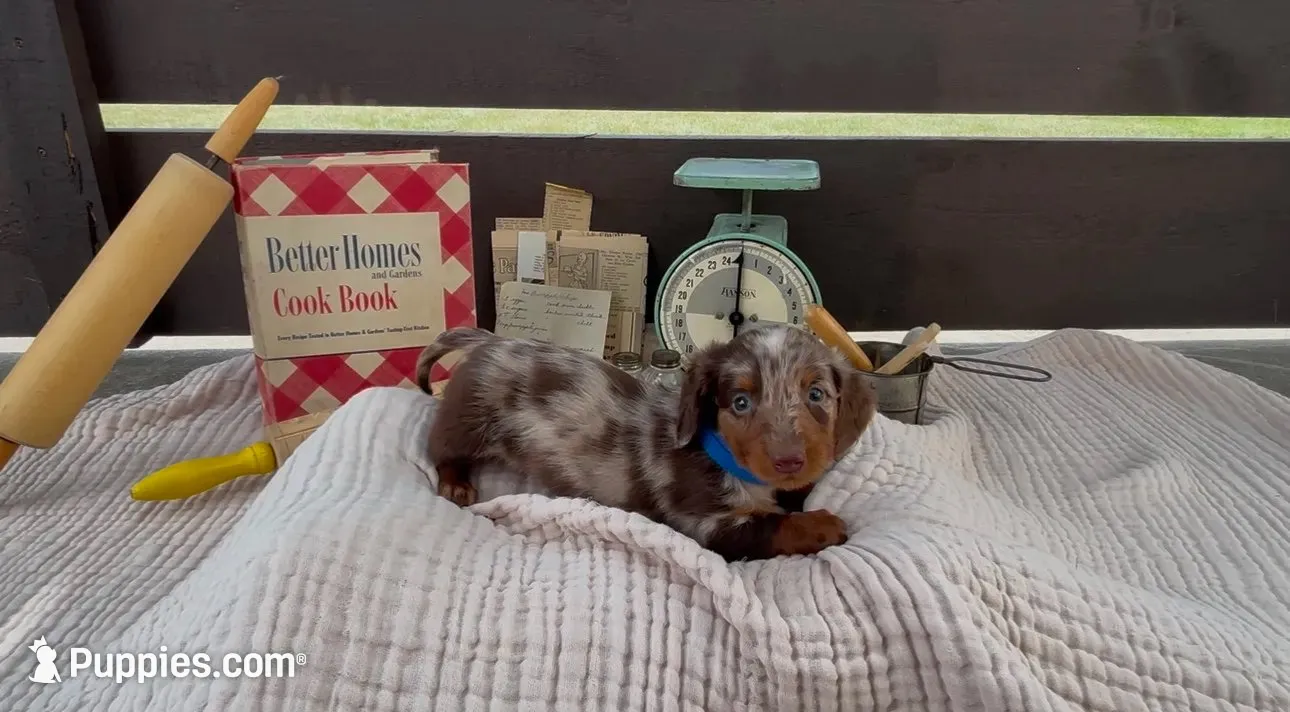 Churro, a male Dachshund for sale in Ligonier, IN – 2 of 4