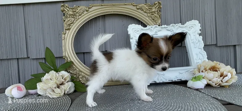 Honey – Papillon puppy for sale in Wolcottville, IN