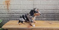 Paddington, a male Border Collie and Miniature Dachshund for sale in Wolcottville, IN – 4 of 4
