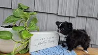 Milo, a male Chihuahua for sale in Wolcottville, IN – 2 of 5