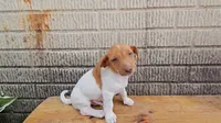 Heath, a male Jack Russell Terrier and Dachshund for sale in Wolcottville, IN – 2 of 3
