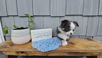 Oliver, a male Chihuahua for sale in Wolcottville, IN – 4 of 5