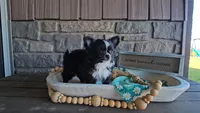 Milo, a male Chihuahua for sale in Wolcottville, IN – 4 of 10