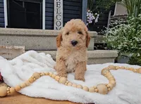 Oakley, a male Miniature Goldendoodle for sale in Ligonier, IN – 4 of 6