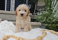 Edmund, a male Miniature Goldendoodle for sale in Ligonier, IN – 3 of 7