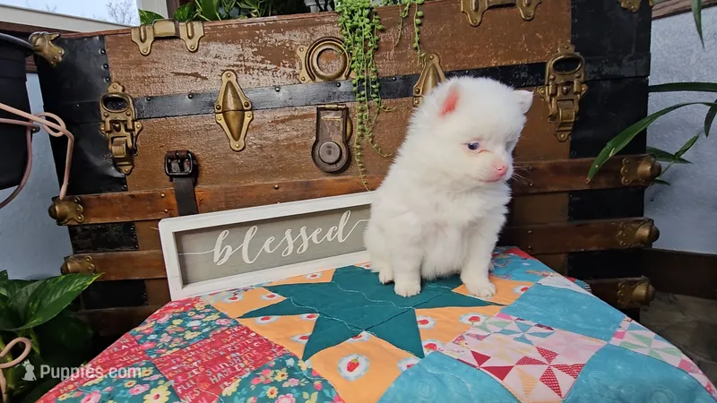 Pixie – Pomeranian puppy for sale in Wolcottville, IN