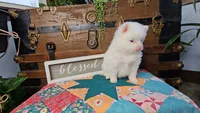 Pixie, a female Pomeranian for sale in Wolcottville, IN – 1 of 2