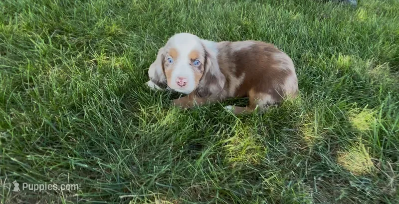 Cider – Dachshund, Cavalier King Charles Spaniel puppy for sale in Ligonier, IN