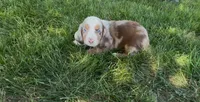 Cider, a male Dachshund and Cavalier King Charles Spaniel for sale in Ligonier, IN – 1 of 3