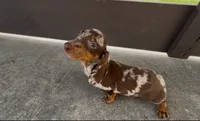 Snickerdoodle, a male Dachshund for sale in Ligonier, IN – 2 of 6