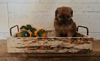 Lexie, a female Poodle - Miniature  for sale in Ligonier, IN – 2 of 2