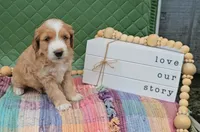 Barney, a male Miniature Goldendoodle for sale in Ligonier, IN – 4 of 4